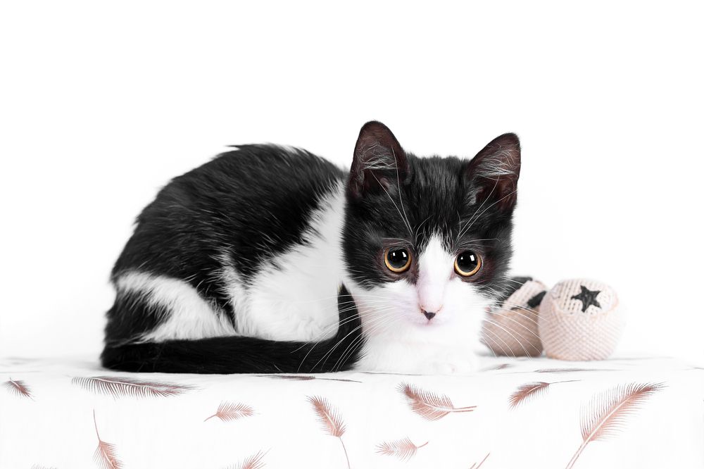 Фотография автора Alicia Mate