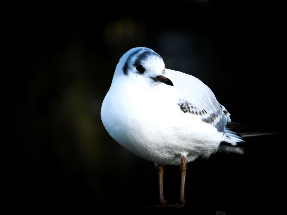 Фотография автора Michael Gault