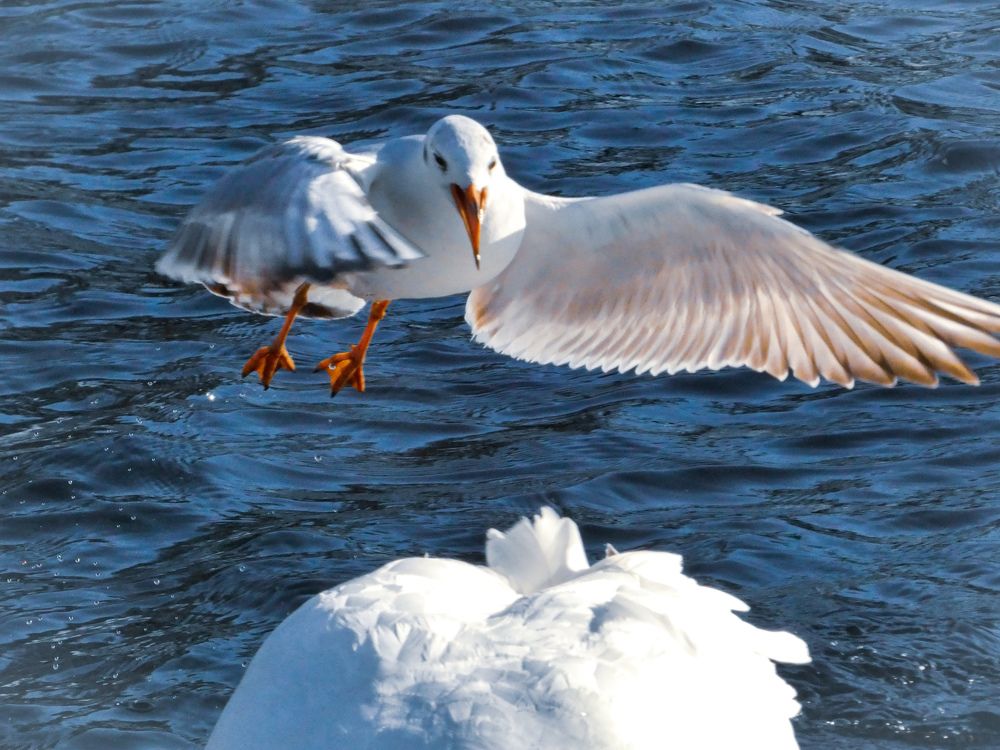 Фотография автора Michael Gault