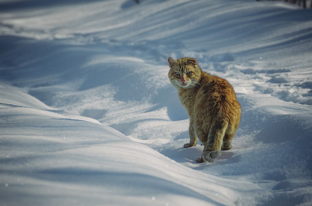 Photograph by Сергей Леканов
