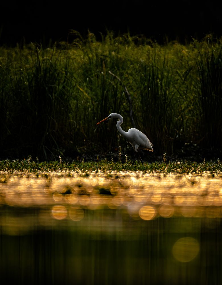 Photograph by Karmakar Kousik
