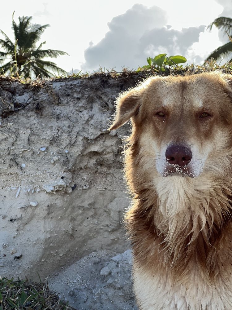 Photograph by Christine ECHEVET-ADAM de VILLIERS