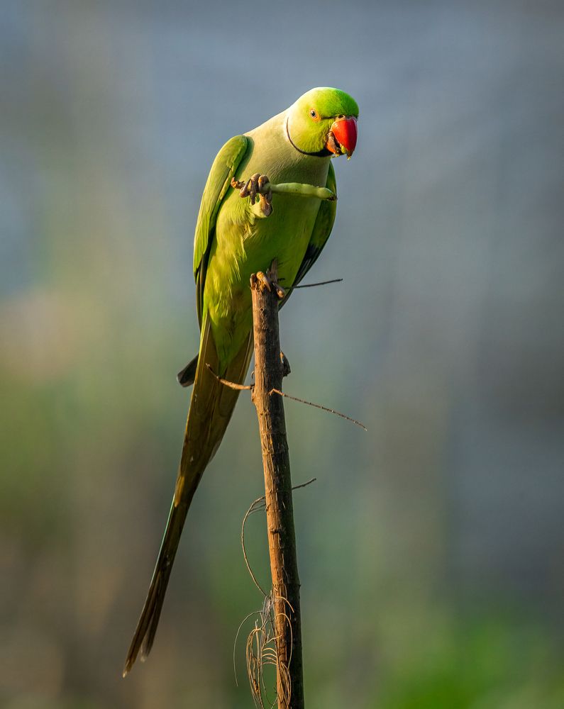 Photograph by Karmakar Kousik