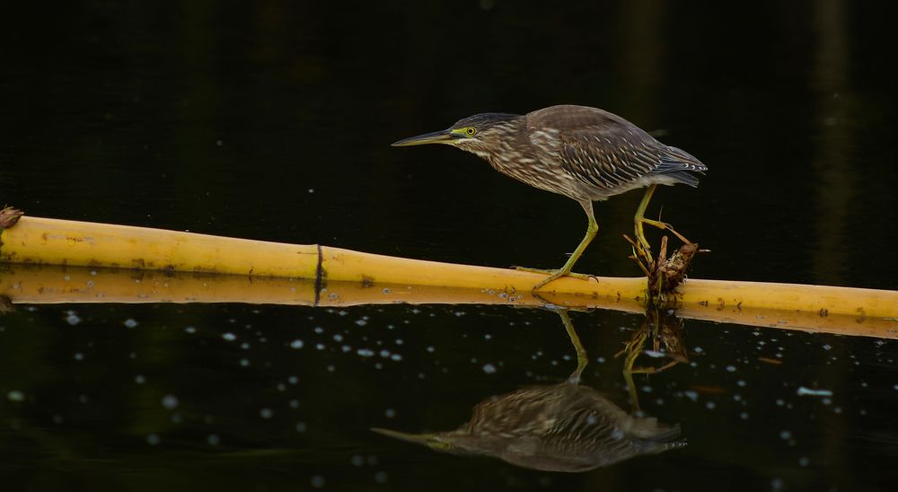 Photograph by Luis Manuel Jiménez Tabares