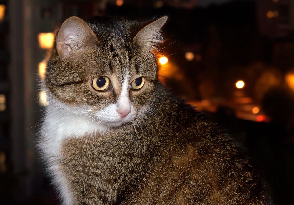 Самая любимая.