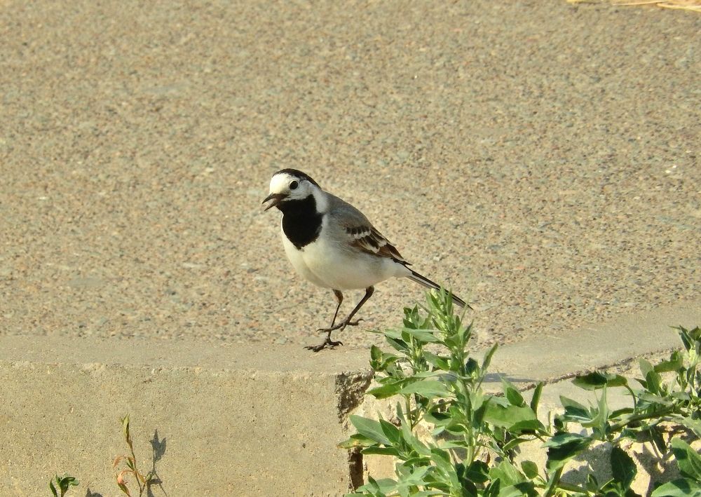 Фотография автора Клавдия Васильева