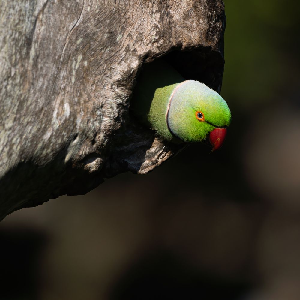 Photograph by Kushan Madushanka Sonnadara