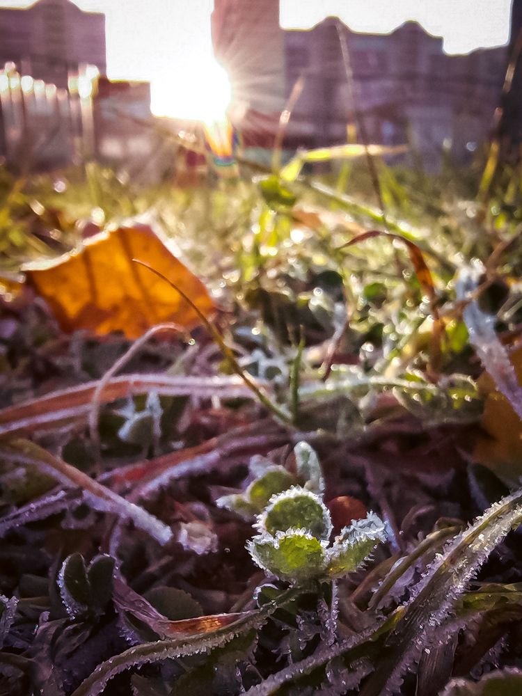 Морозное утро..