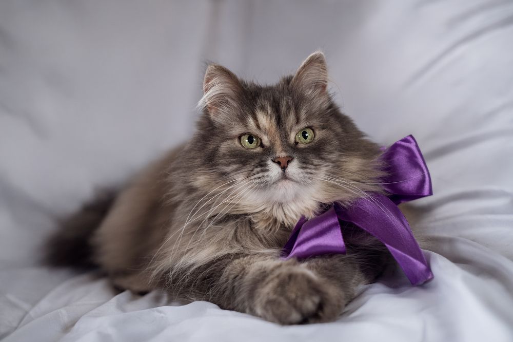 Photograph by Светлана Михеева