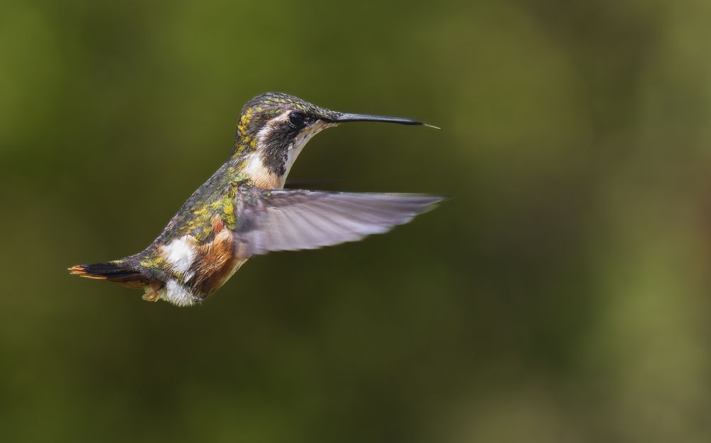 Photograph by Ricardo A. Restrepo L.