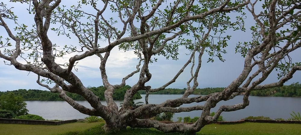 Photograph by Thilantha Abeysinghe