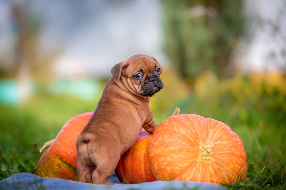 Photograph by Дмитрий Торжинский