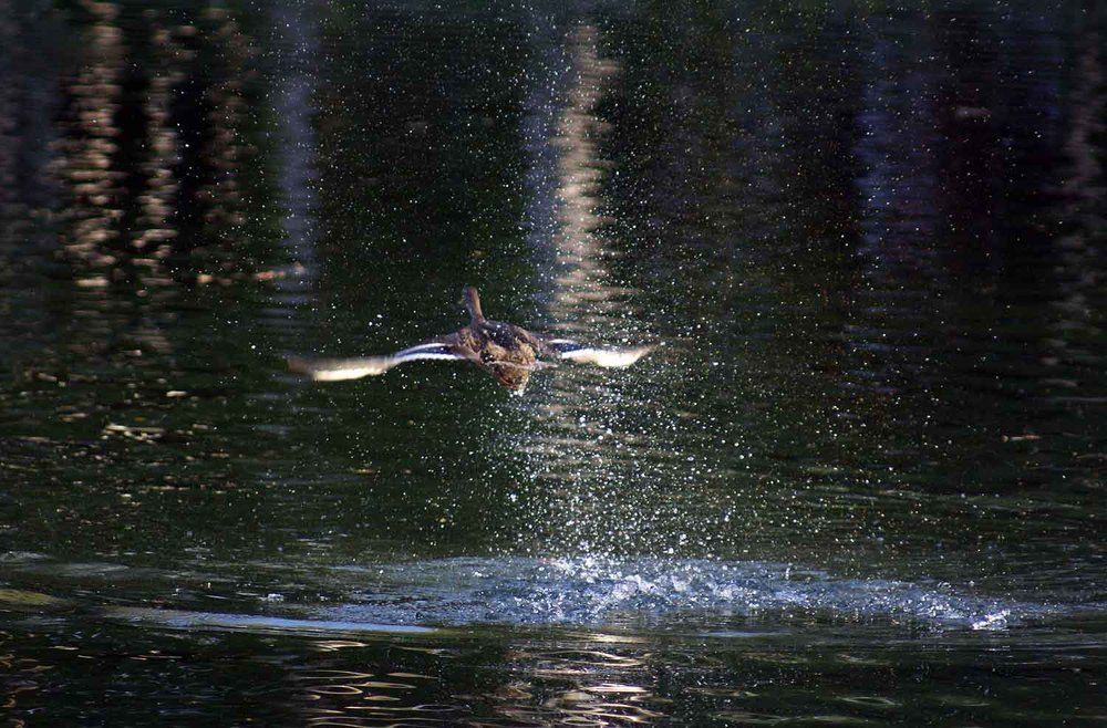 Photograph by Игорь Пшеничников