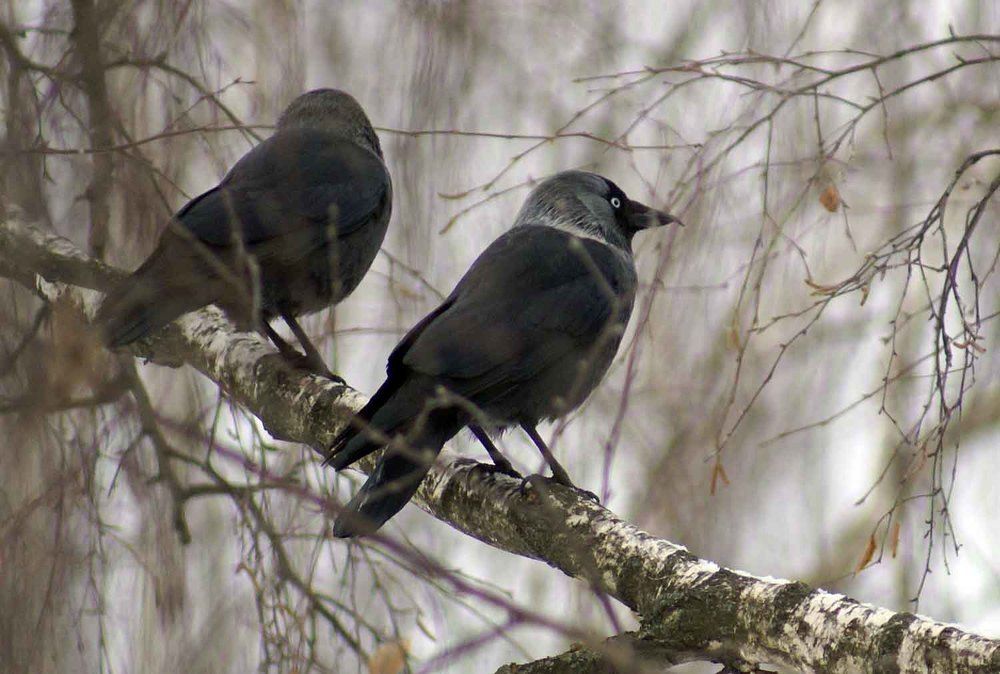 Photograph by Игорь Пшеничников