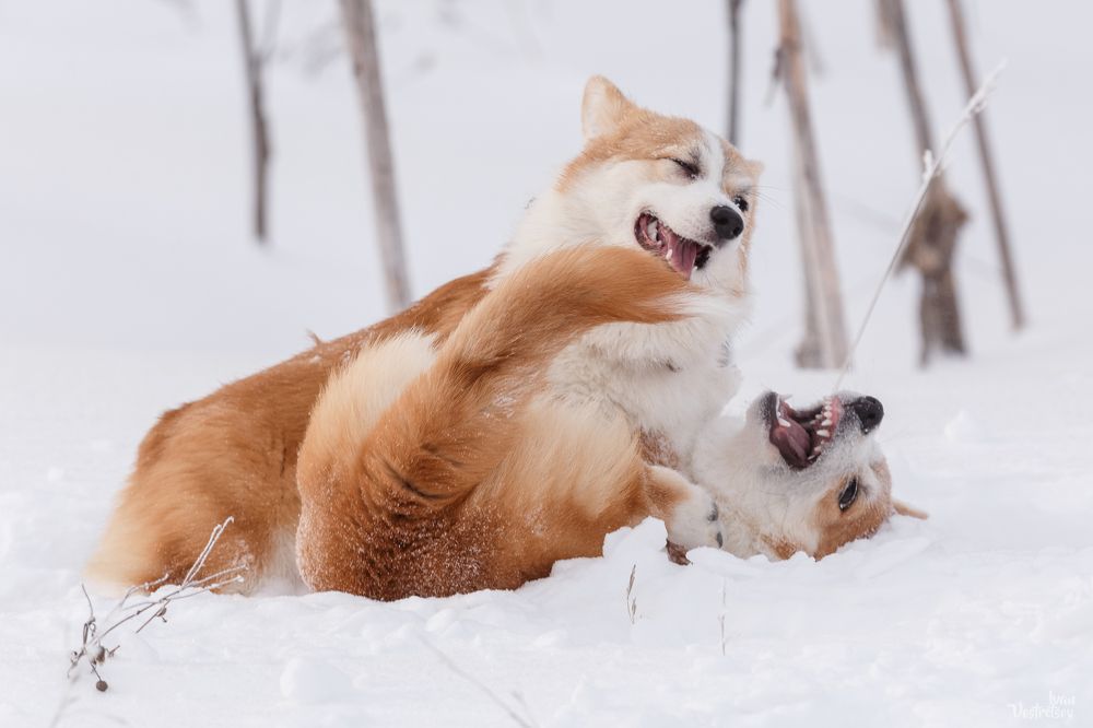 Фотография автора Иван Вострецов