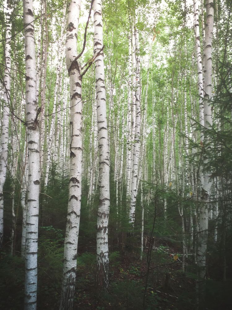 Фотография автора Котов Андрей