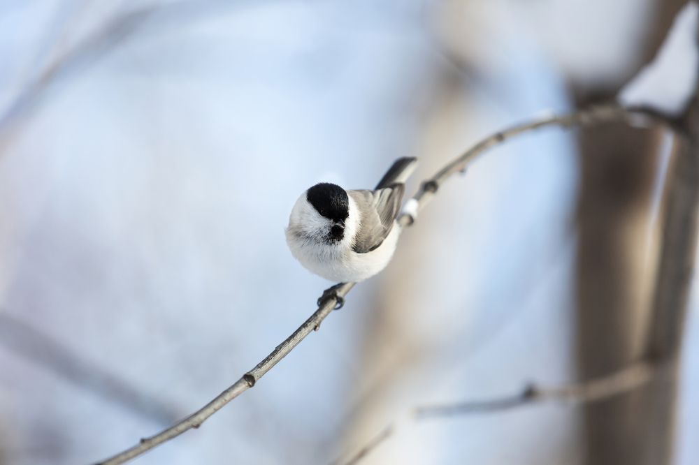Photograph by Анастасия Чернявская
