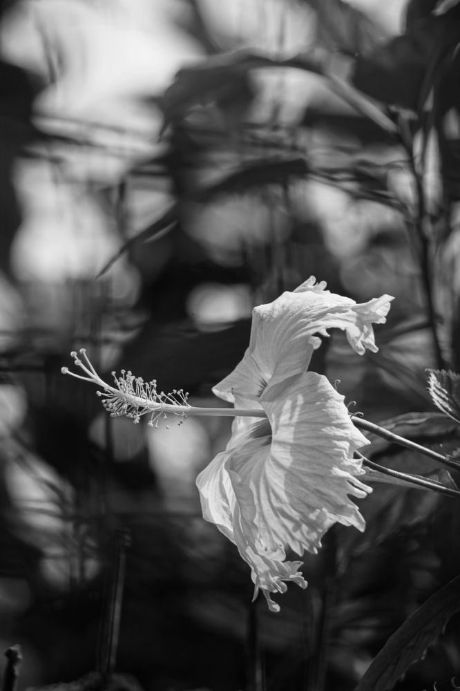 Photograph by Monotosh Dey