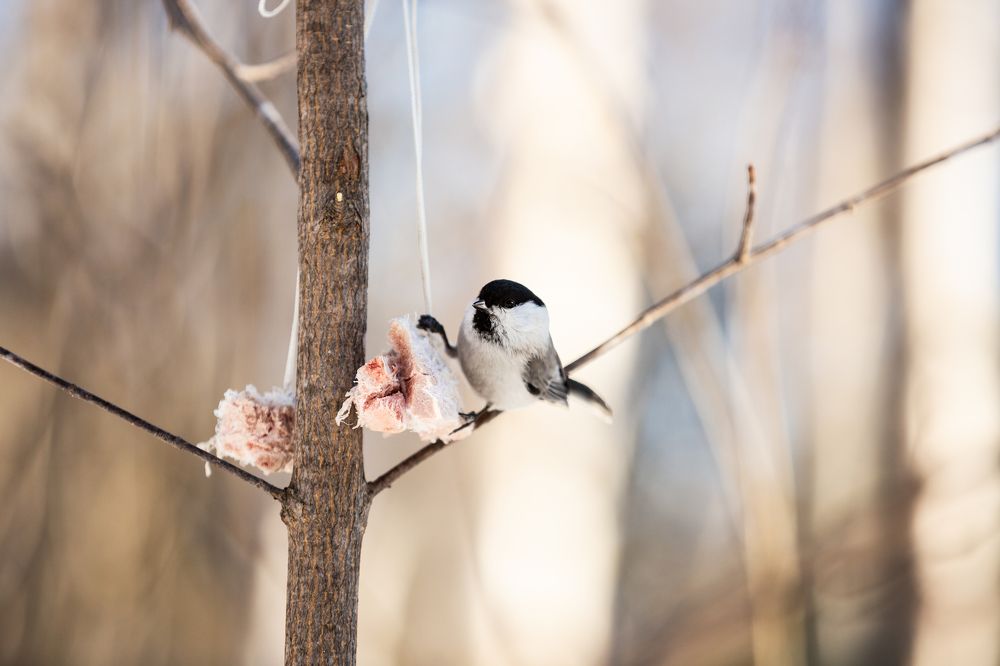 Photograph by Анастасия Чернявская