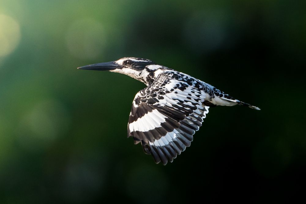 Photograph by Gimantha Perera