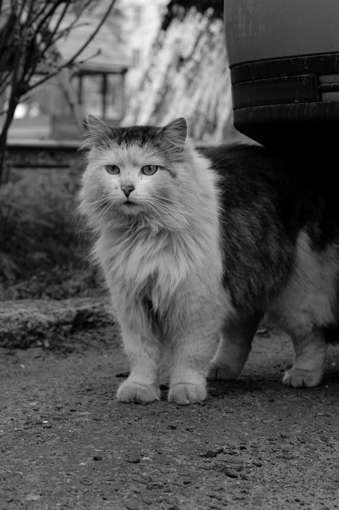 Photograph by Наталья Войтеховская