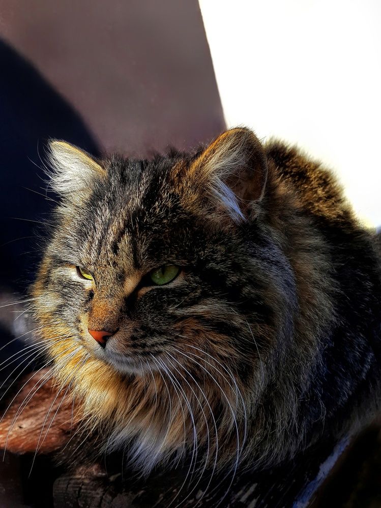 Фотография автора Марина Маллаева