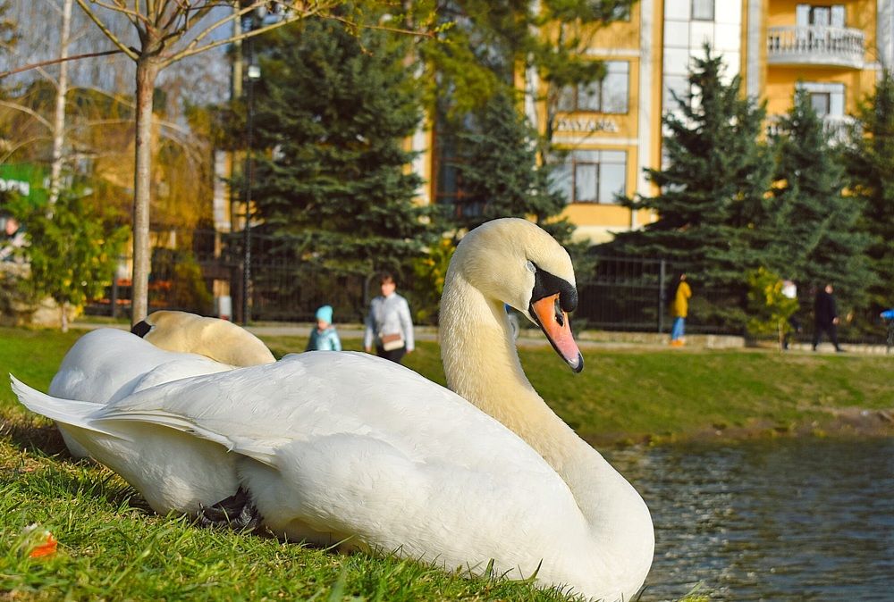 Photograph by Екатерина Гордеева