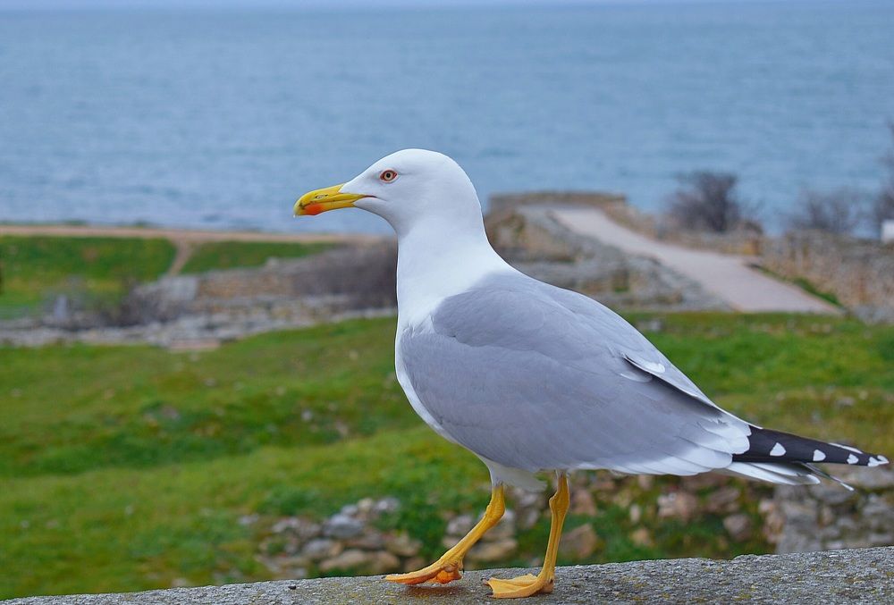 Photograph by Екатерина Гордеева