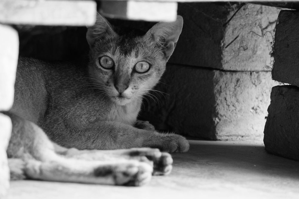 Photograph by Monotosh Dey