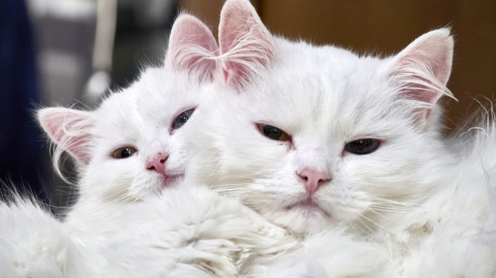 Photograph by Руслан Ибрагимов