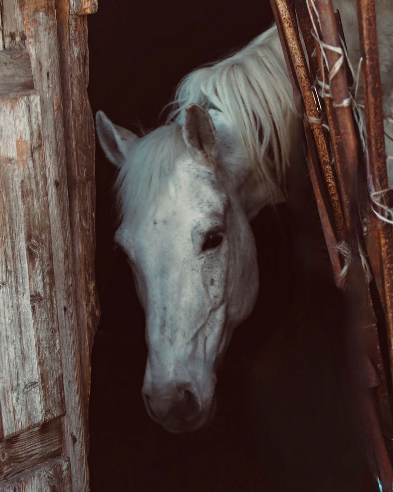 Photograph by Елена Ковалева