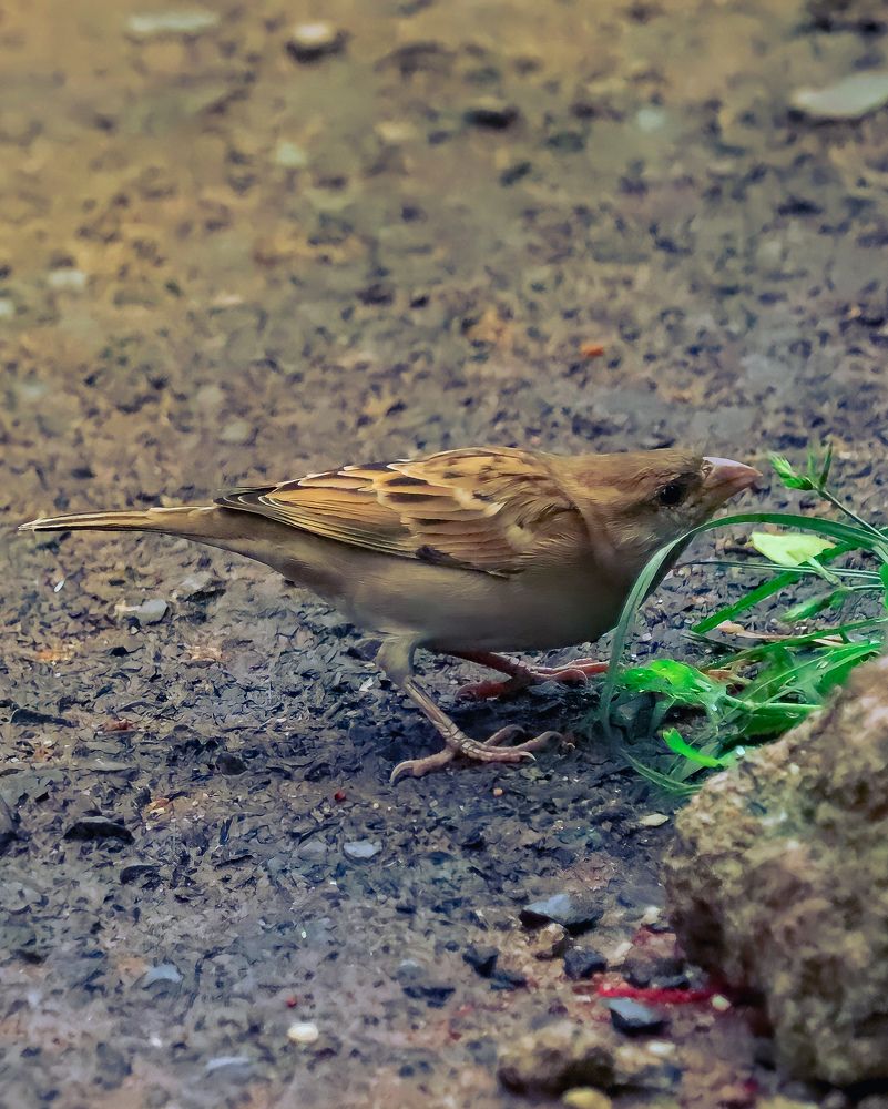 Фотография автора Subham Durgey