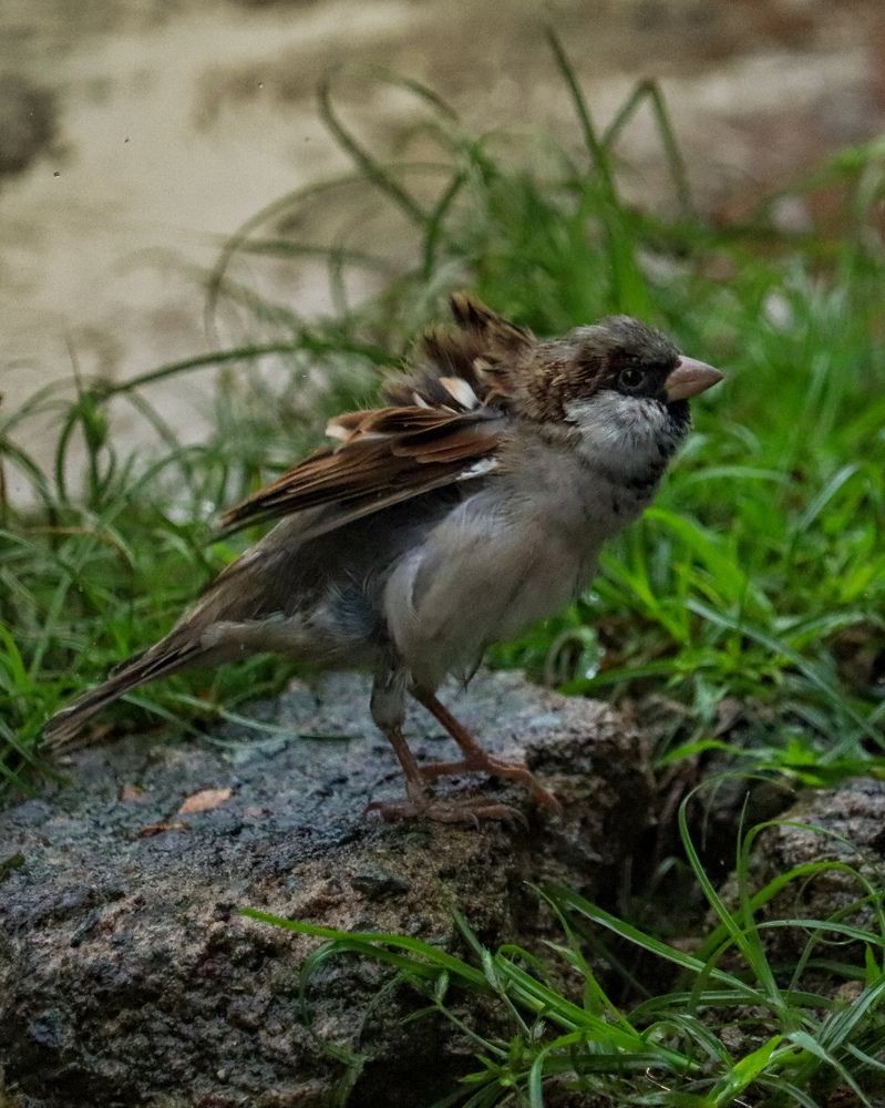 Фотография автора Subham Durgey