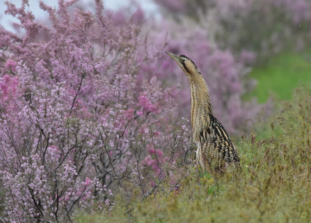 Photograph by Александр Чегодаев