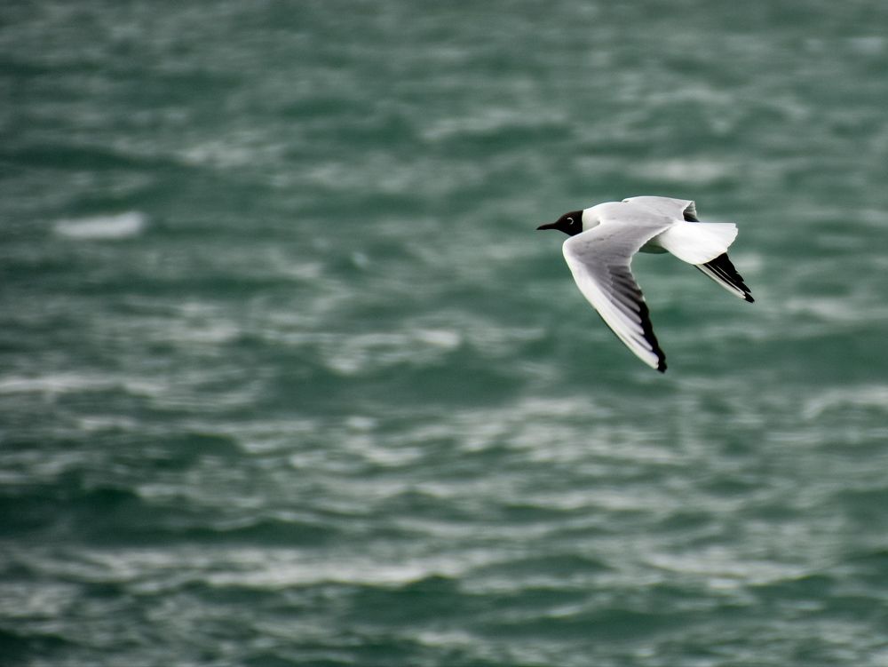 Photograph by Tarek El Magrabe