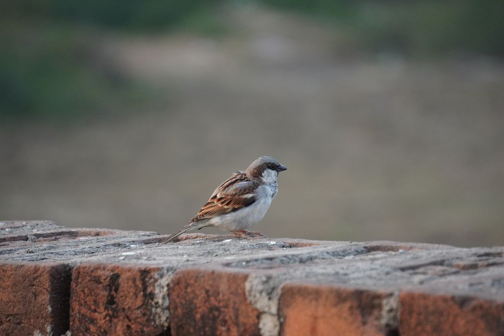 Photograph by Monotosh Dey