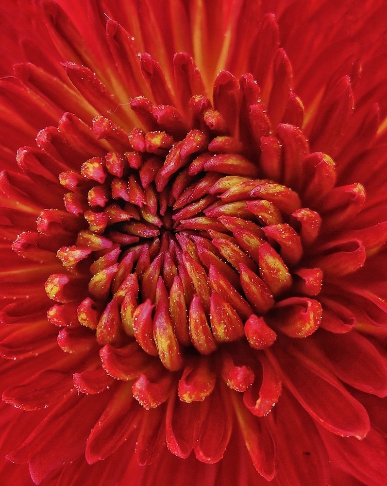 Love is the flower you've got to let grow..