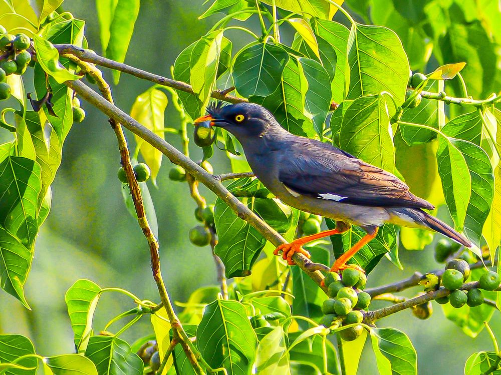 Фотография автора ANKIT GHOSH