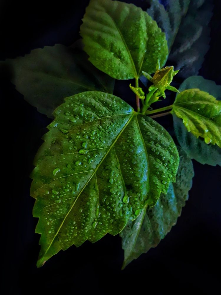 Фотография автора Марина Маллаева