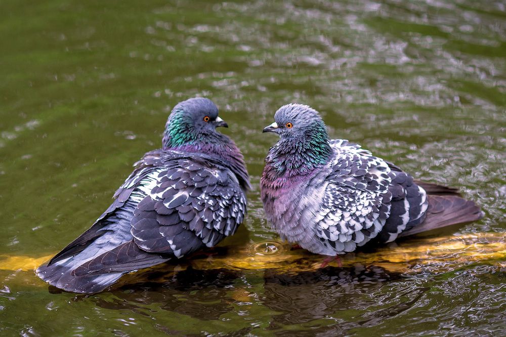 Photograph by Владимир Карпов