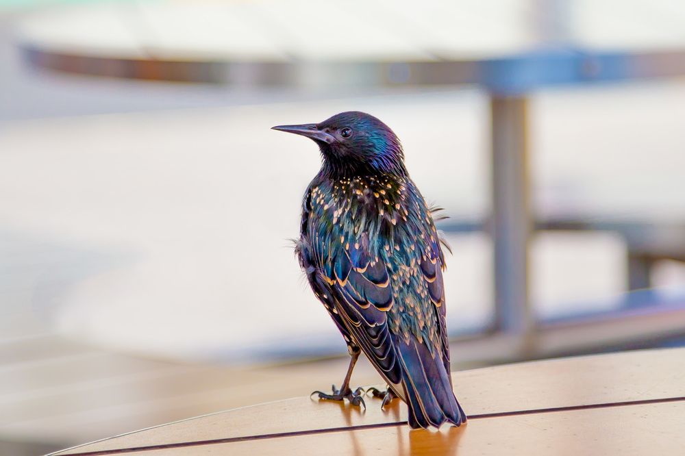 Photograph by Владимир Карпов