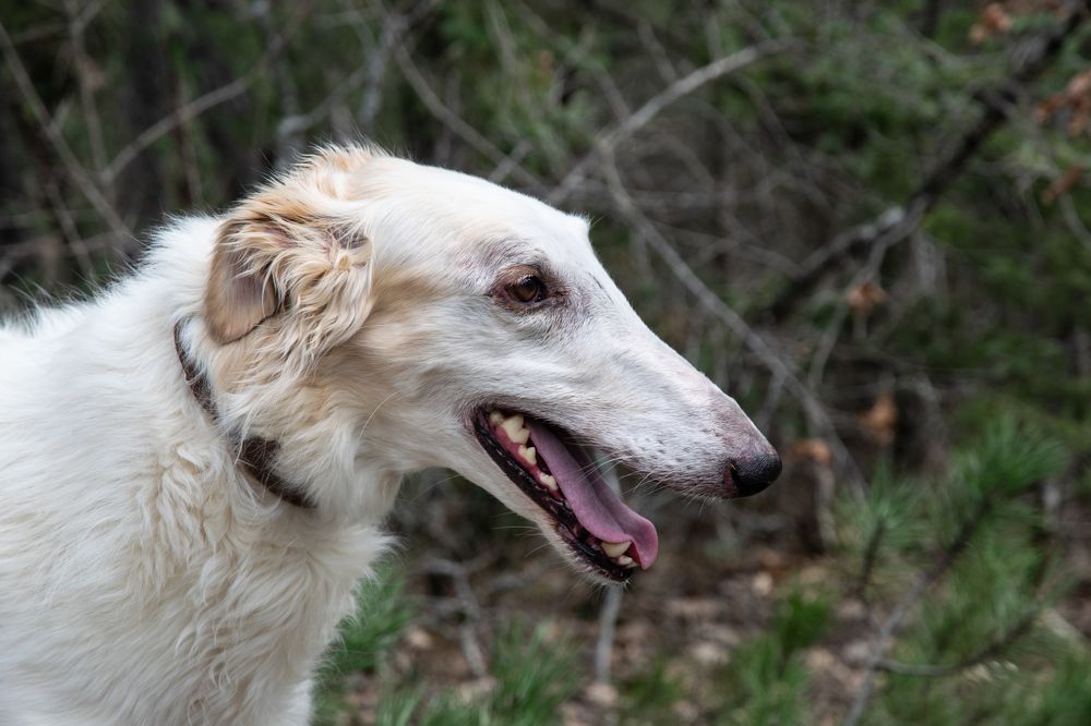 Photograph by Алексей Мордвишин