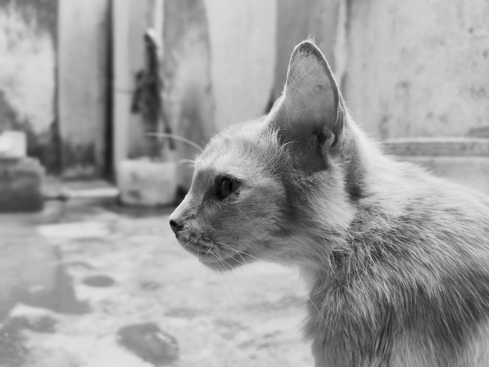 Photograph by Saurav Gupta