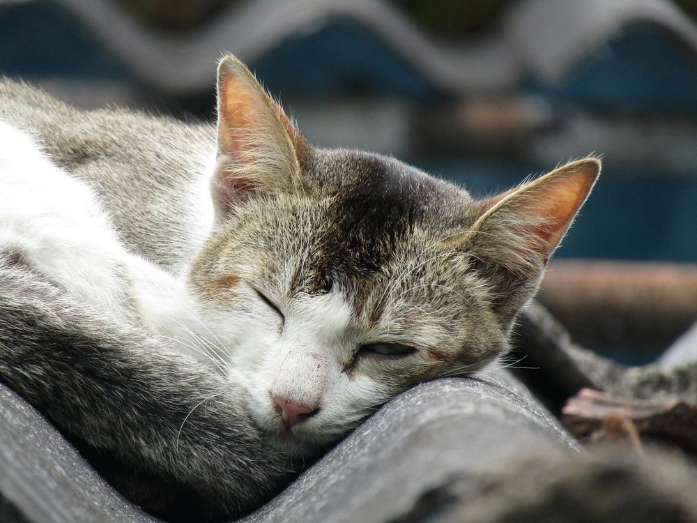 Photograph by Saurav Gupta