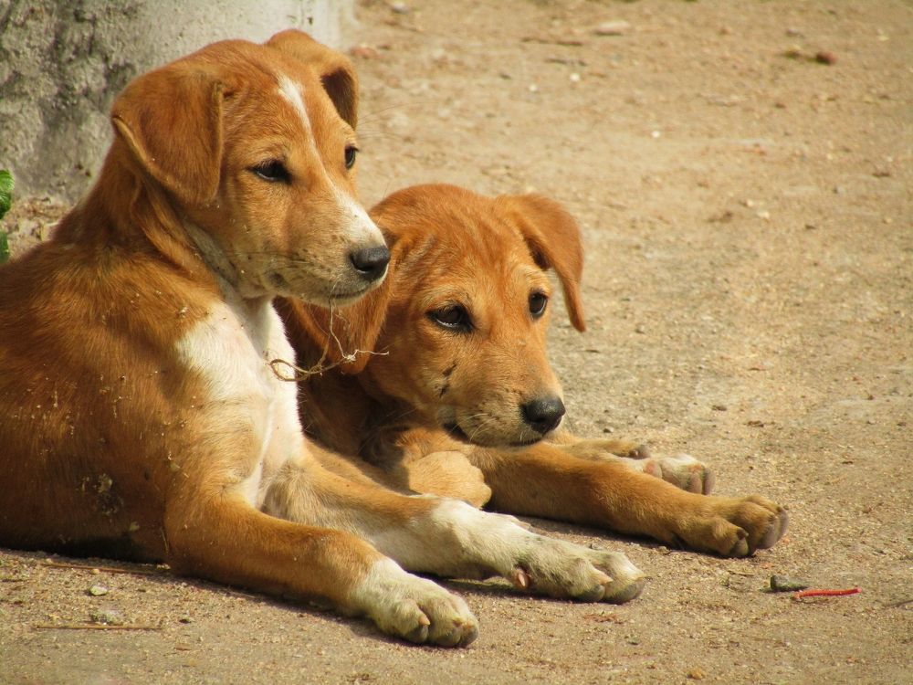 Photograph by Saurav Gupta
