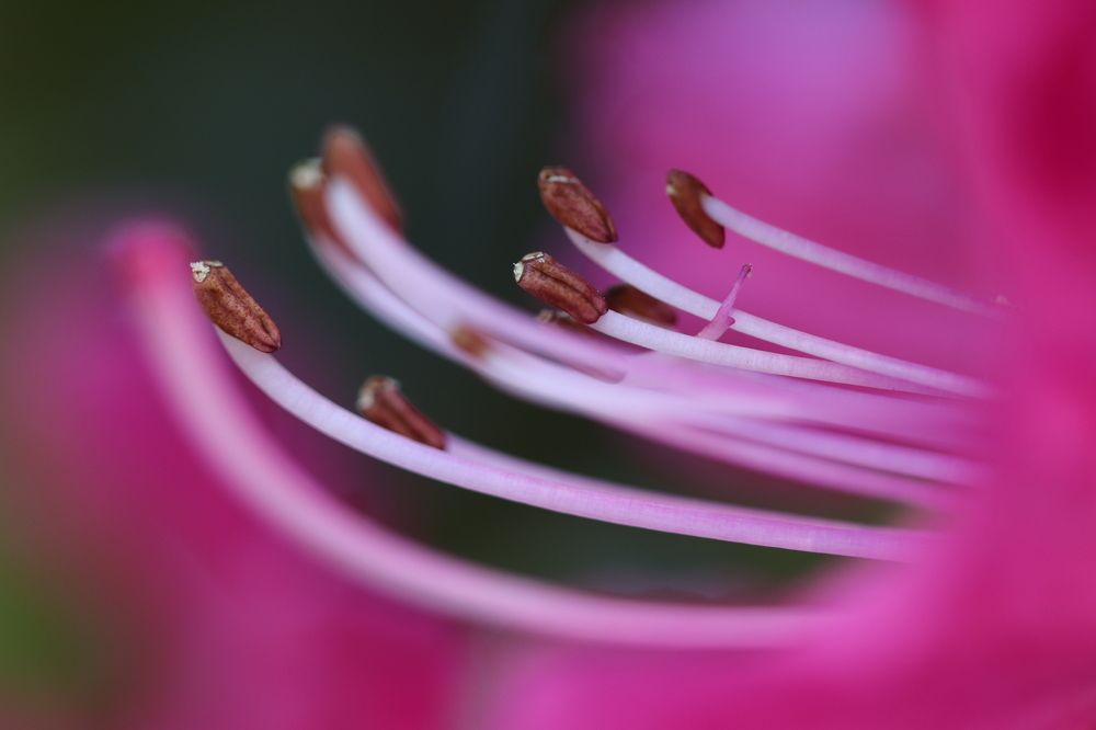 Macro stamens