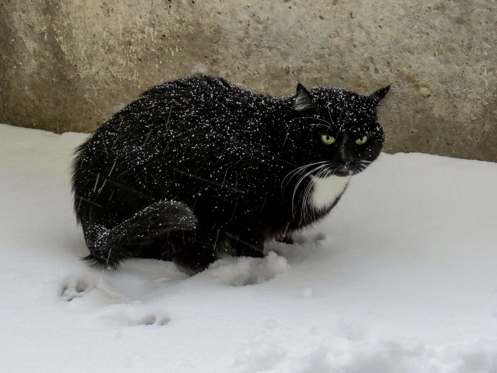 Black cat in the snow during a snowstorm