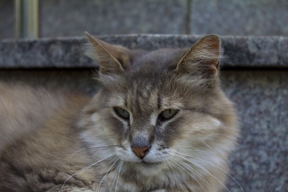 Photograph by Frank Morgan