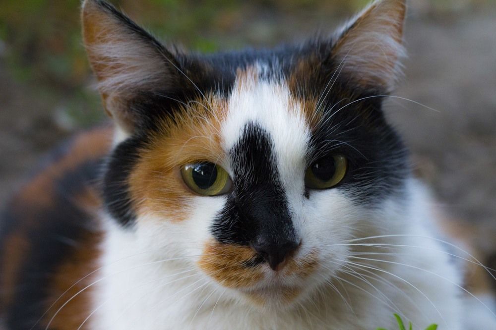 Photograph by Frank Morgan