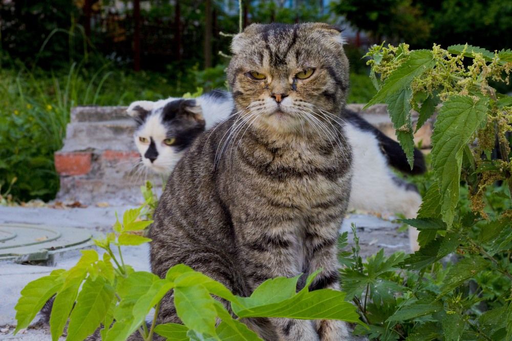 Photograph by Frank Morgan